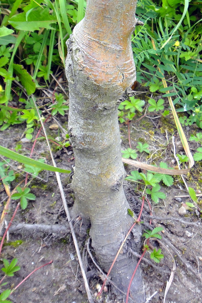 PHOTO: Apple tree trunk, showing long-healed graft of cultivar on to rootstock.