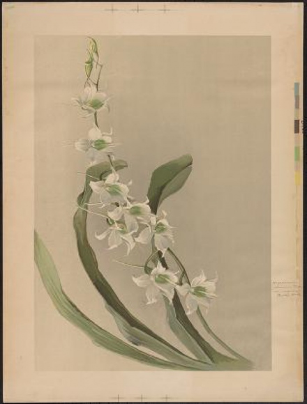 ILLUSTRATION: Angraecum eburneum var. superbum