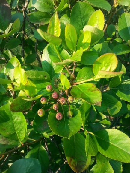 PHOTO: Closeup of chokeberry fruit ripening.