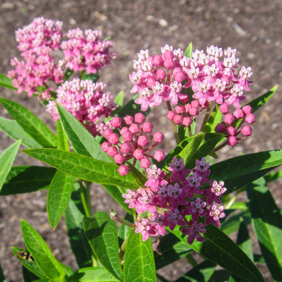 Which Native Milkweeds Should You Plant for Monarch Butterflies?