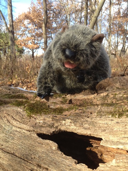 PHOTO: Botanical Bill looking into a tree trunk's hole.