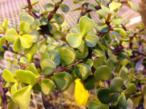 PHOTO: Baby jade bonsai.