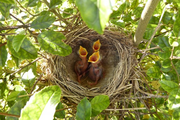 PHOTO: Baby robins chirping; a sign of spring's arrival.