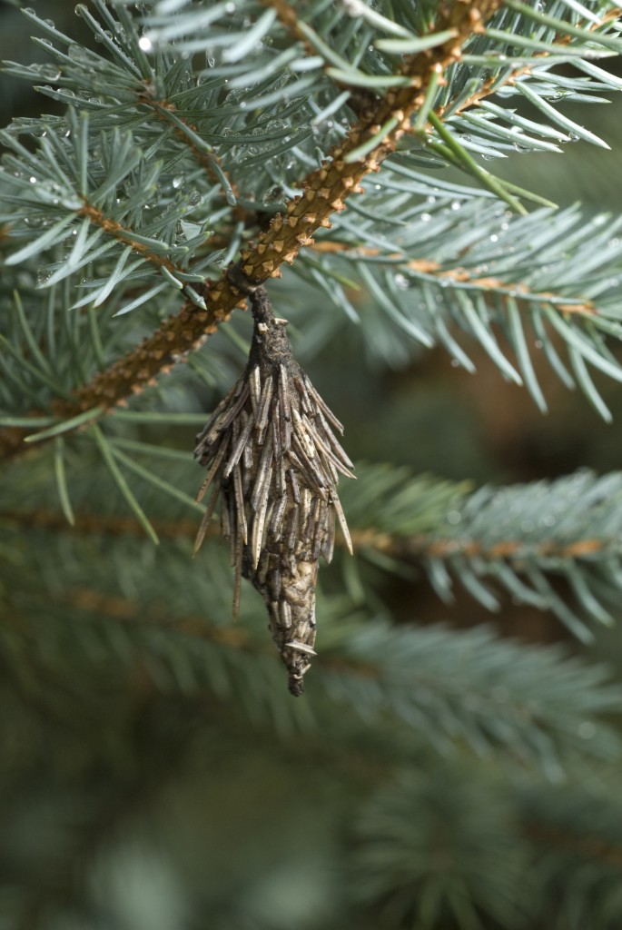 PHOTO: Bagworms infect a pine.