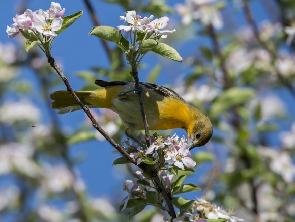 PHOTO: A female Baltimore oriole enjoys nectar from an apple blossom in the spring.