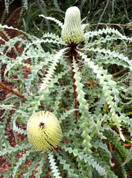 PHOTO: Banksia bloom