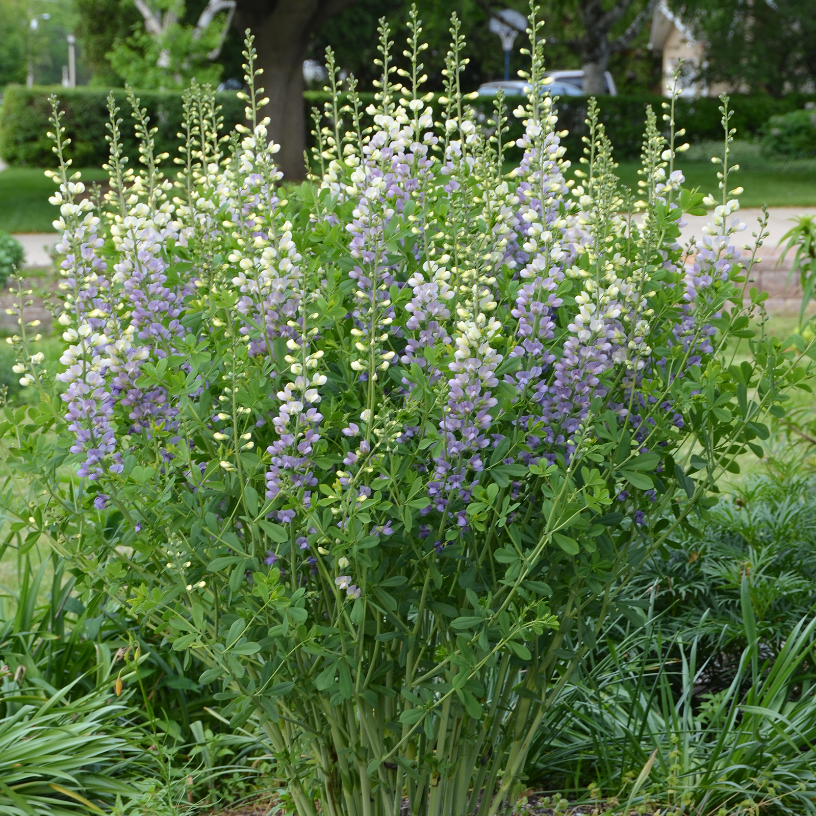You’ve Never Seen a Baptisia Like This Before