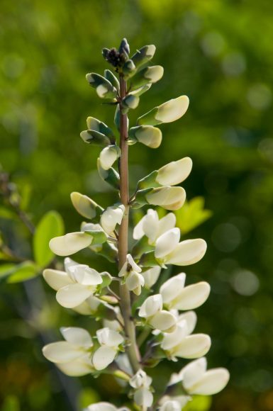 White wild indigo (Baptisia alba var. macrophylla)