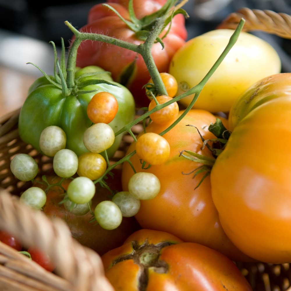 PHOTO: Basket of tomatoes.