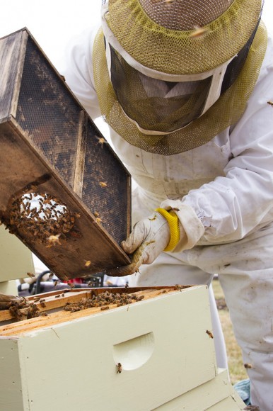 PHOTO: Beekeeper Ann Stevens adds bees to a hive this past spring.