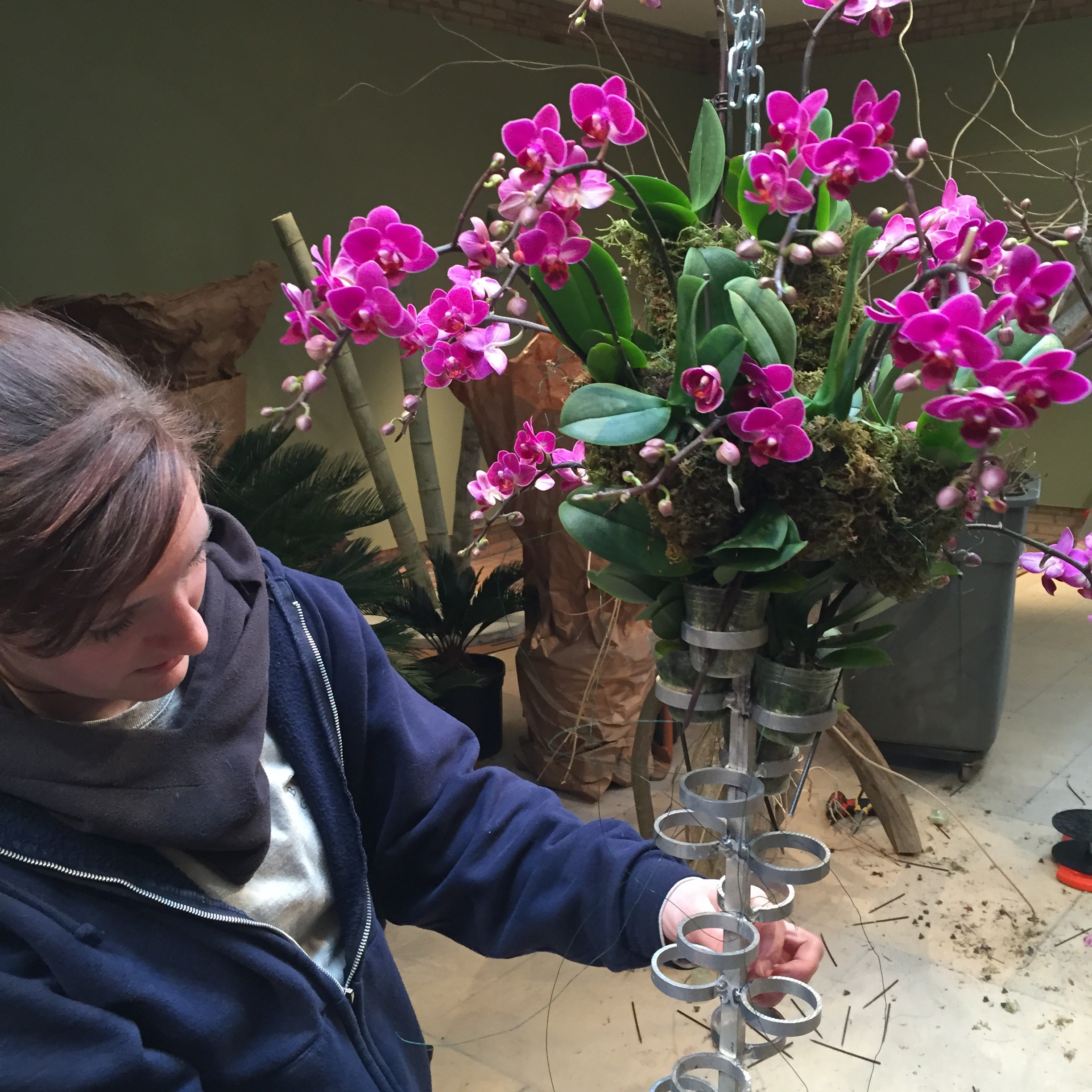 Behind the Scenes at the 2015 Orchid Show