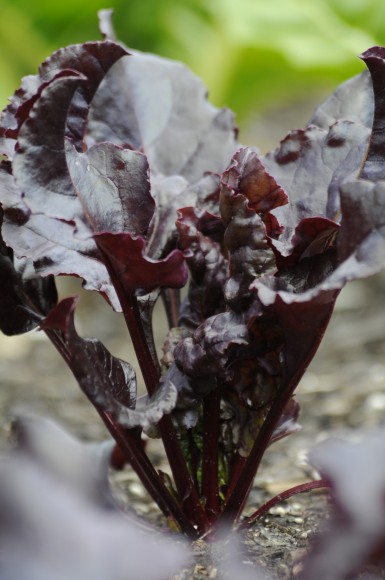PHOTO: Burgundy leaves of the Bull's Blood sugar beet.