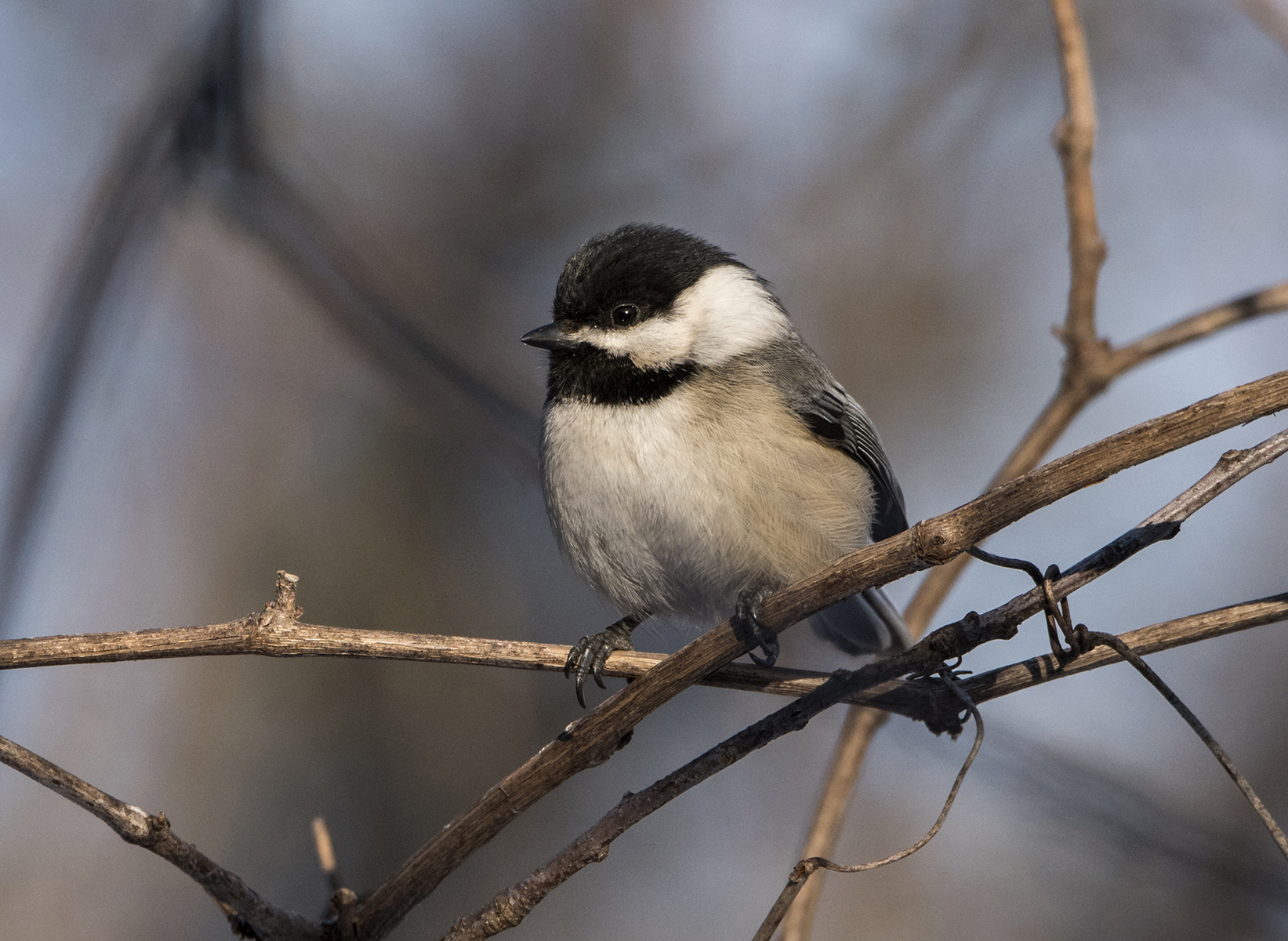Black-Capped Chickadees Are Preparing for Winter