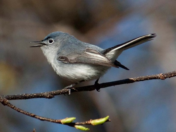 PHOTO: A blue-gray gnatcatcher at the Garden; females look similar, but are less blue.