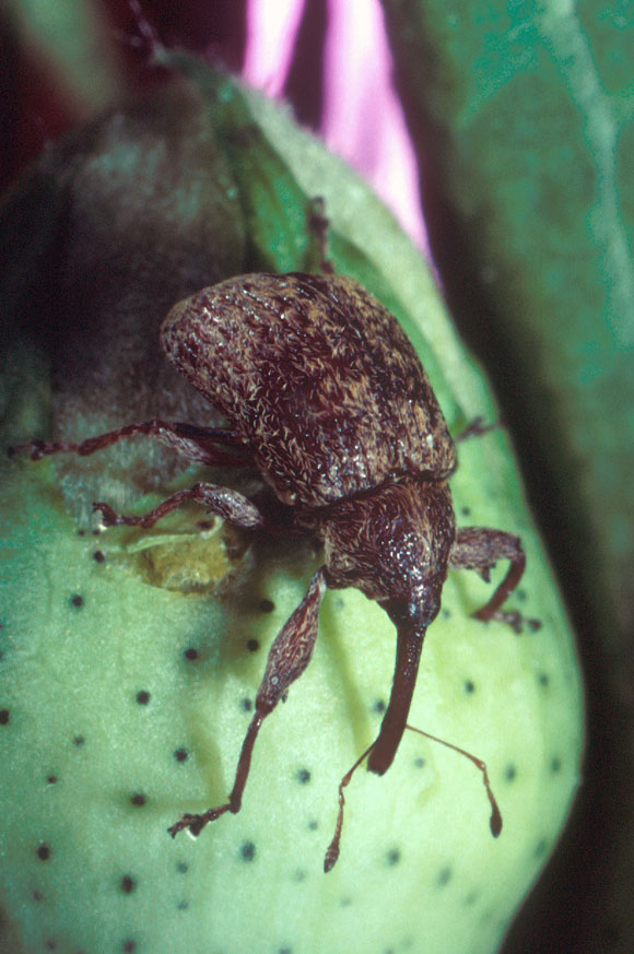 A cotton boll weevil (Anthonomus grandis)