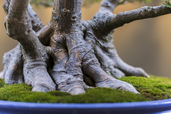 PHOTO: A bonsai's nebari, or surface roots; the base of the tree.