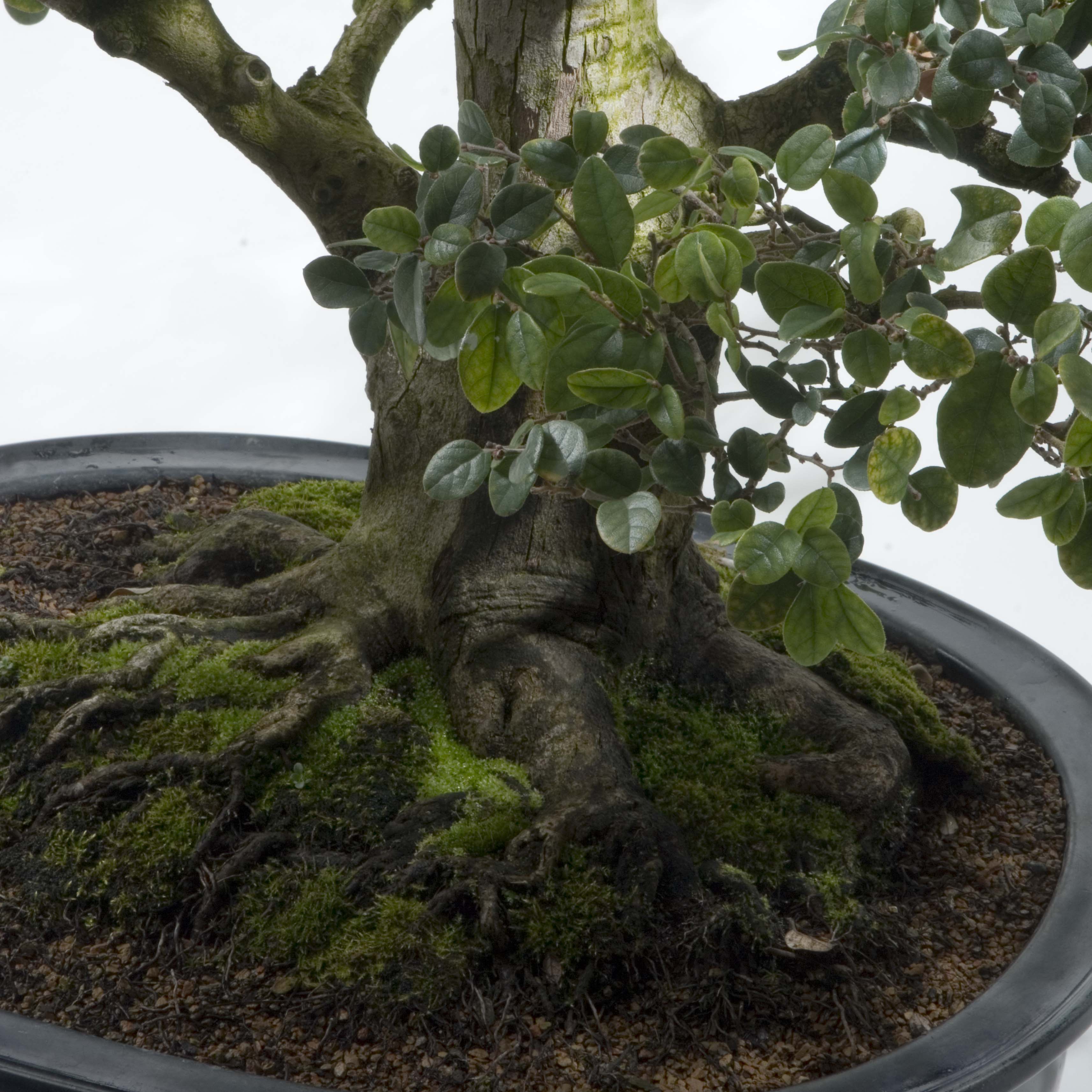 The Gift of Bonsai