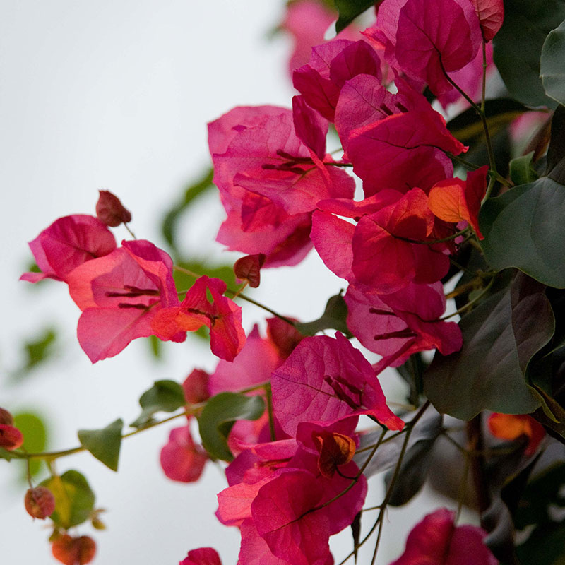 Escape the Wind Chill with Winter Blooms in the Greenhouses