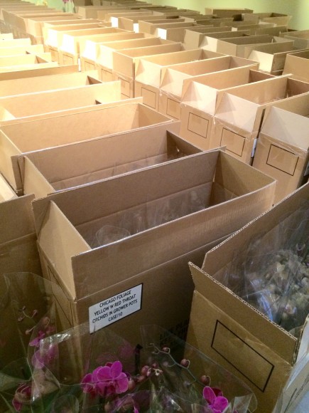 PHOTO: Boxes of orchids lined up for unpacking.