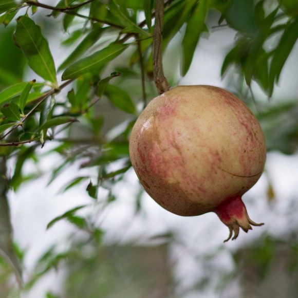 PHOTO: Dwarf pomegranate (Punica granatum 'Nana').