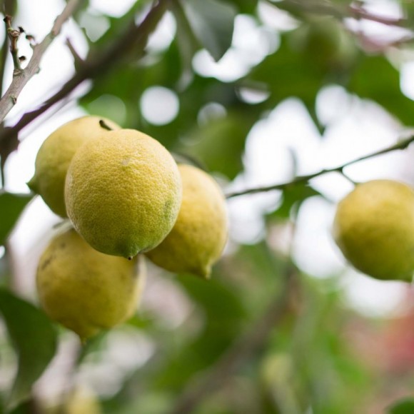 PHOTO: Ponderosa lemon (Citrus x ponderosa).