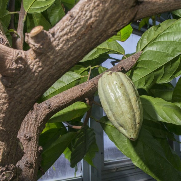 PHOTO: Cocoa pod (Theobroma cacao).