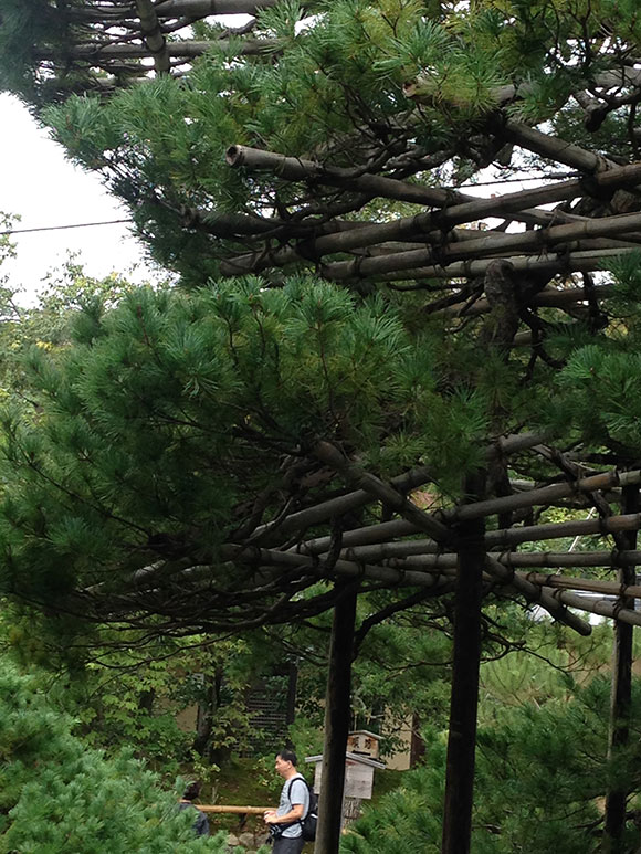 PHOTO: The ancient pine at Kinkaku-Ji with branch supports.