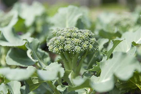 Brassica oleracea 'Blue Wind' broccoli