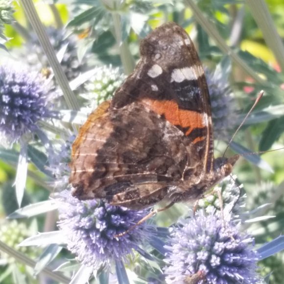 PHOTO: a Red Admiral butterfly is perched on a eryngo flowerhead.