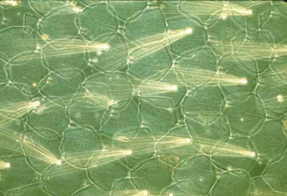 PHOTO: Butterfly wing scales under a microscope. Photo credit: Thomas Eisner.