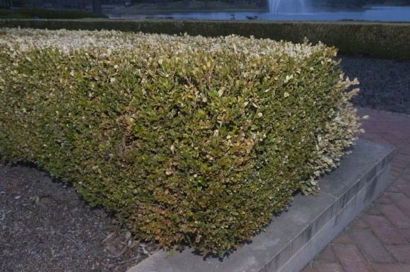 PHOTO: A boxwood hedge with the outer foliage killed by winter damage.