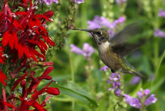 PHOTO: Hummingbird hovering near red salvia.