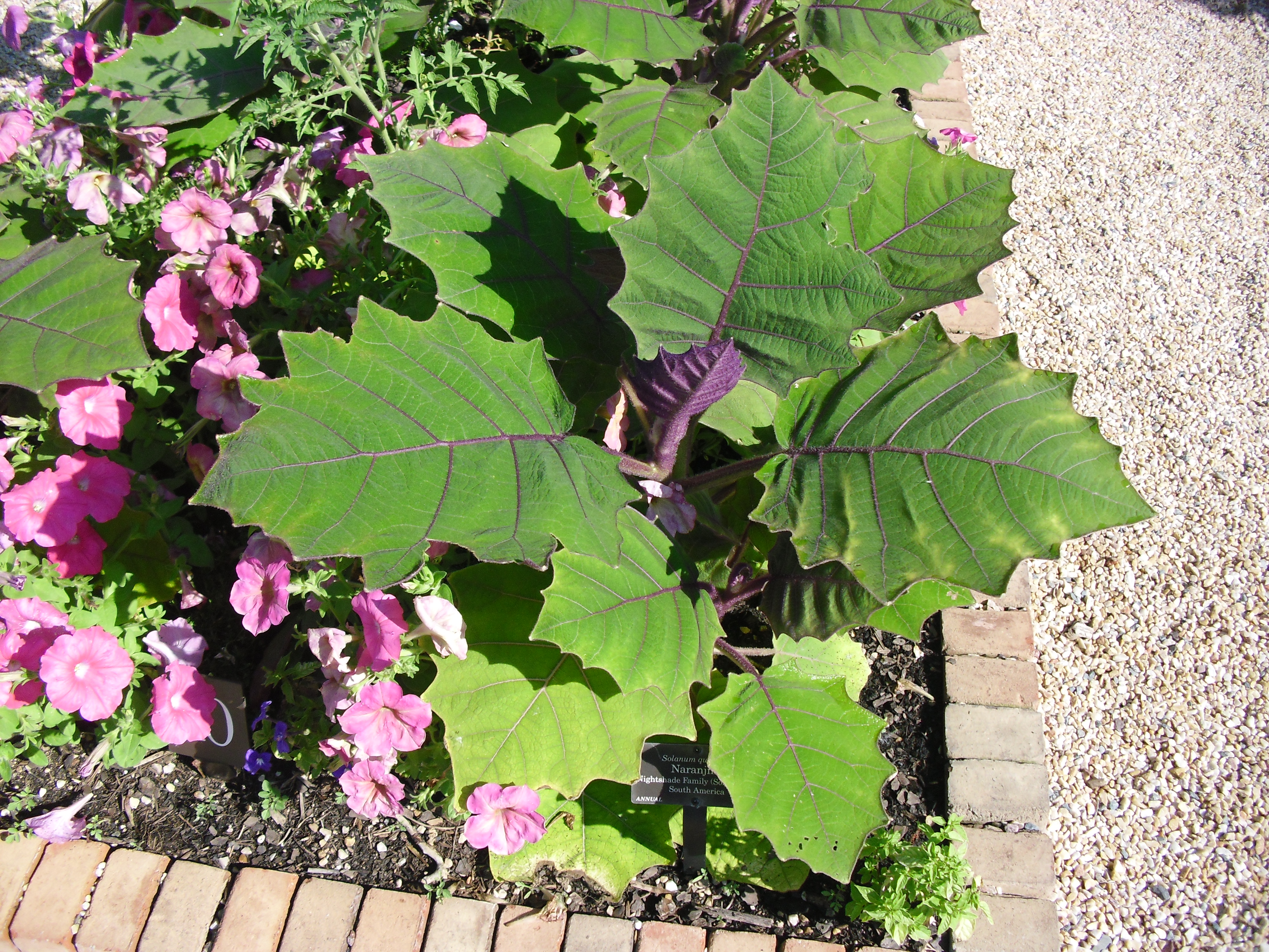 PHOTO: The naranjilla plant has thick green leaves that are about 10-12 inches long, 8-10 inches wide, with deeply serrated edges. Leaves have dark purple hairs on the veins and petioles.