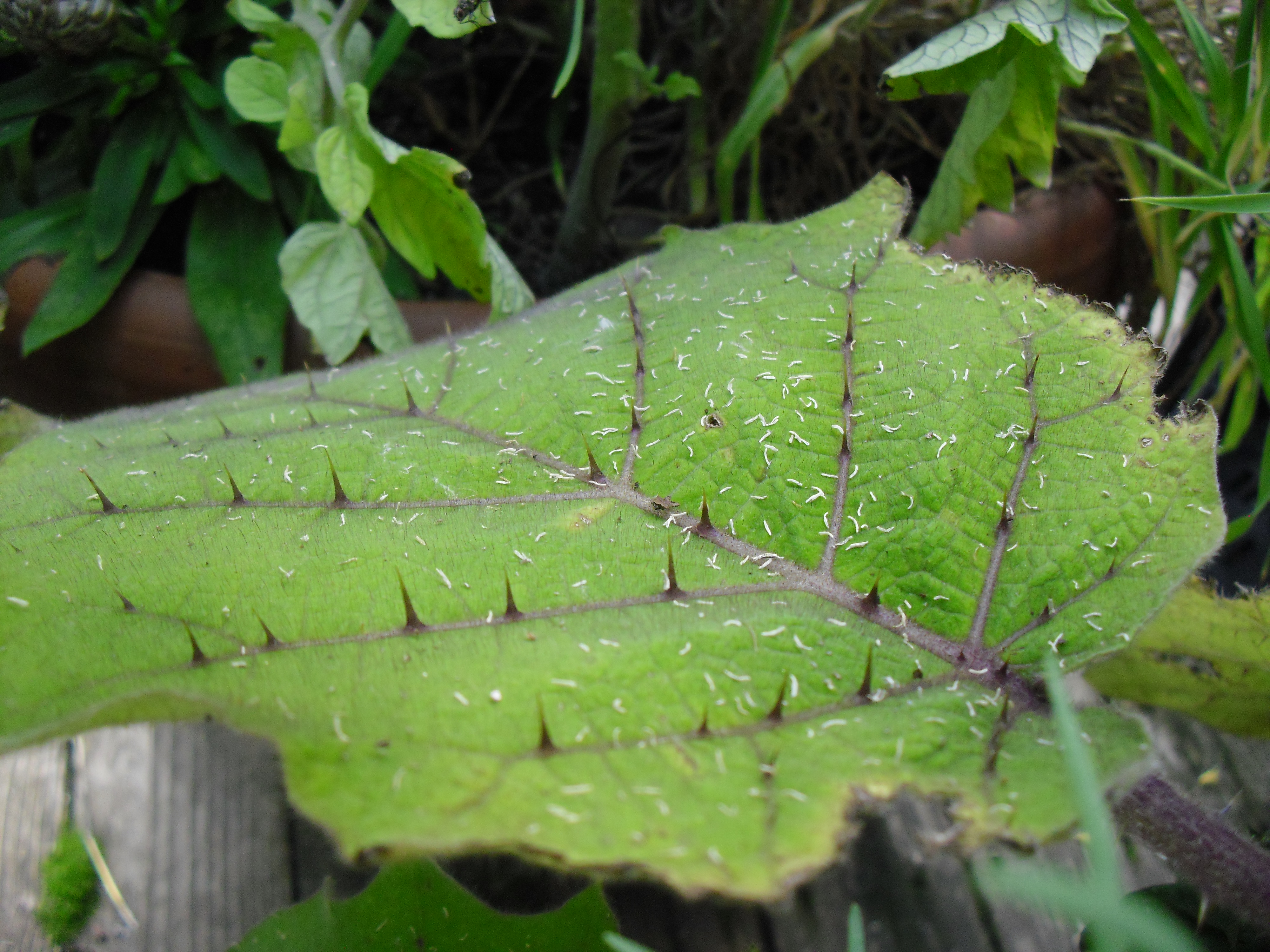 PHOTO: this close up of a naranjillo leaf shows sharp thorns sticking up from the veins of the leaf.
