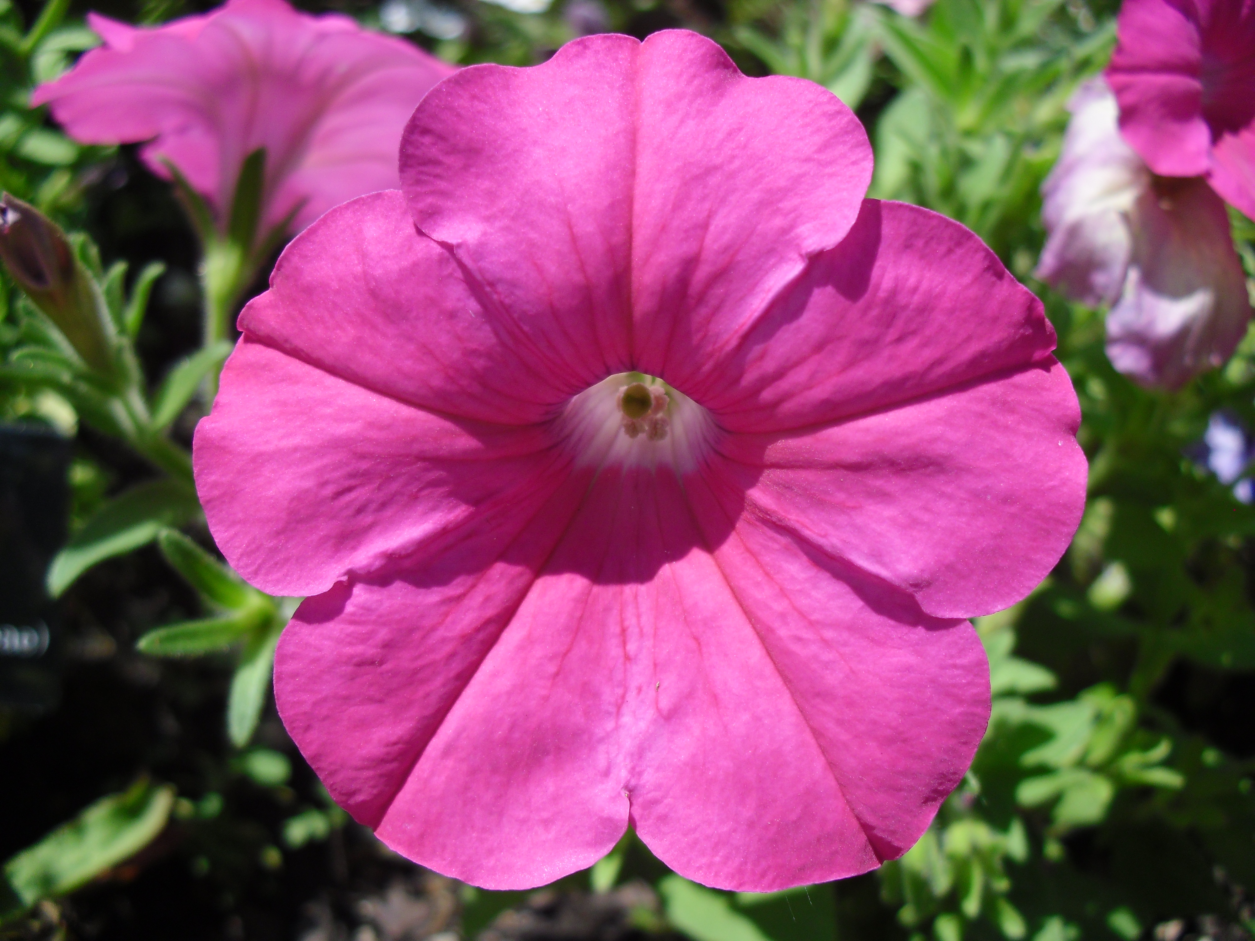 PHOTO: close-up of a bright pink petunia.