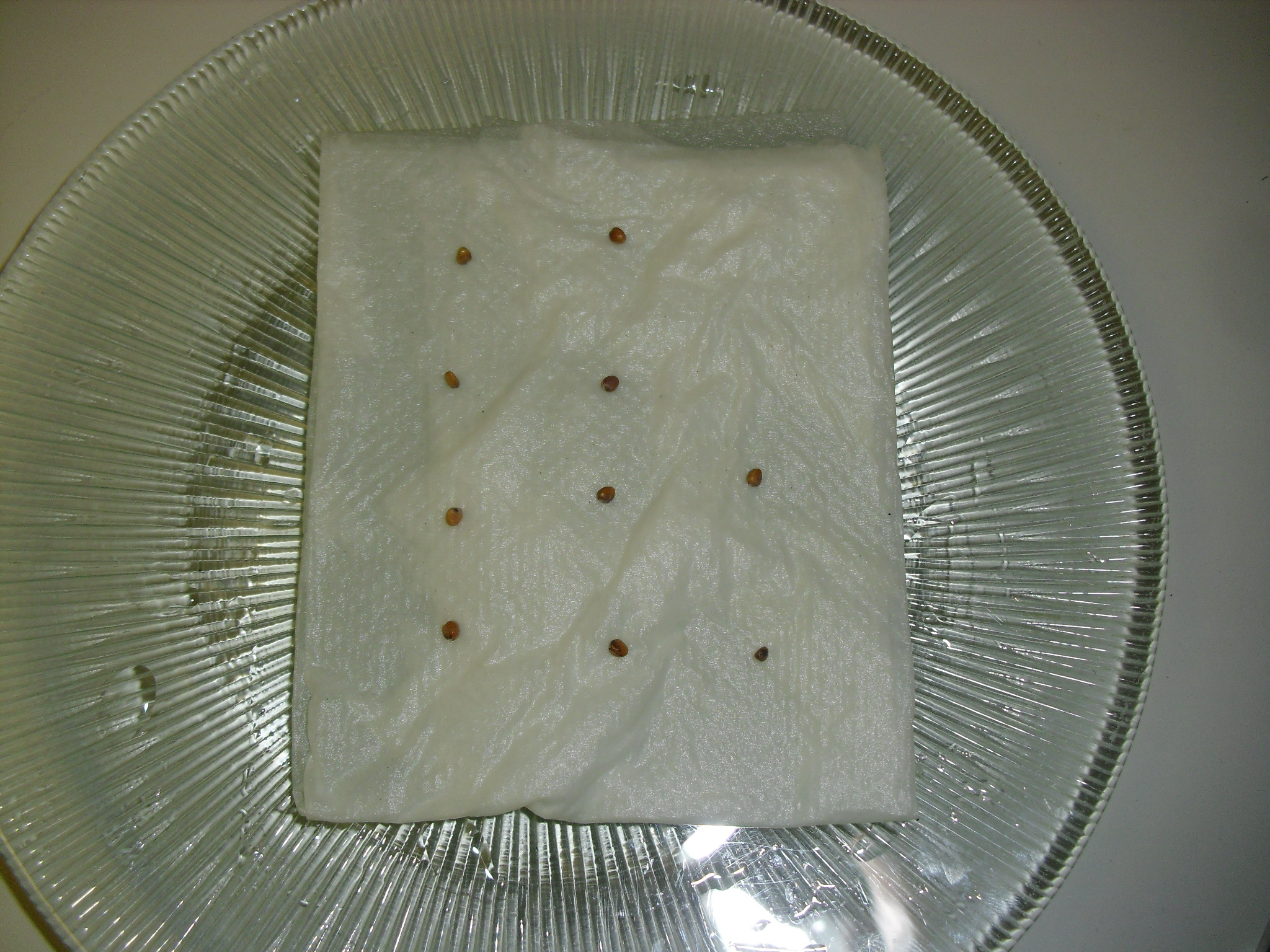 PHOTO: ten radish seeds are arranged in three rows, half inch apart, on a wet folded paper towel.