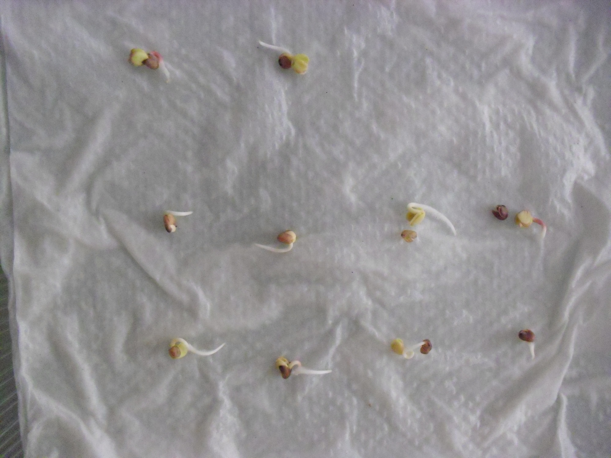 PHOTO: Ten sprouting radish seeds, each with root and seed leaves.