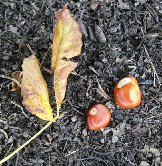 PHOTO: This is a pair of leaves with some type of nuts.
