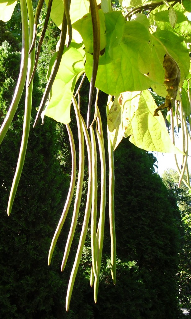 PHOTO: Long seedpods hang between heart-shaped leaves