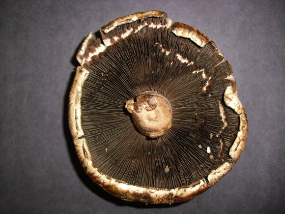 PHOTO: Underside of a portabella mushroom.