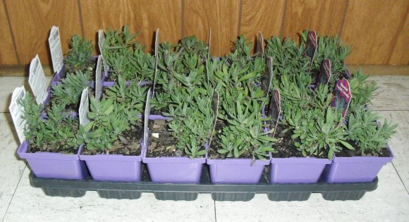 PHOTO: A flat of 3-inch lavender pots.