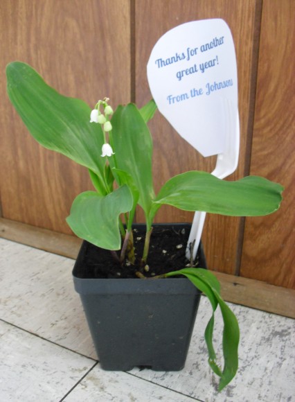 PHOTO: Lily of the valley plant, with thank you not held in the pot through the tines of a fork.
