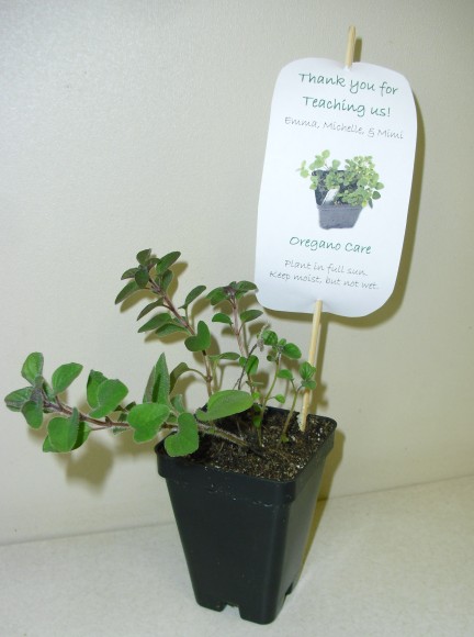 PHOTO: An oregano plant with a thank-you note attached.