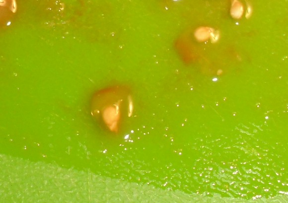 PHOTO: This close up of a tomato seed shows the transparent coating that surrounds the tomato seed.