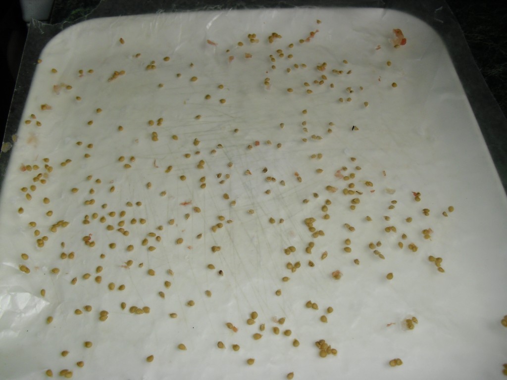 PHOTO: Tomato seeds drying on paper towels.