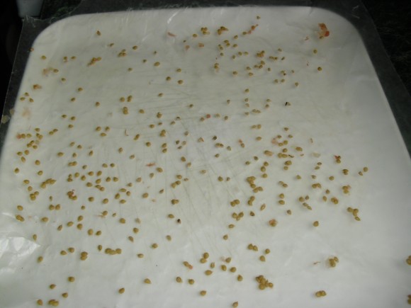 PHOTO: The tomato seeds are spread out on a wax paper so they do not touch.