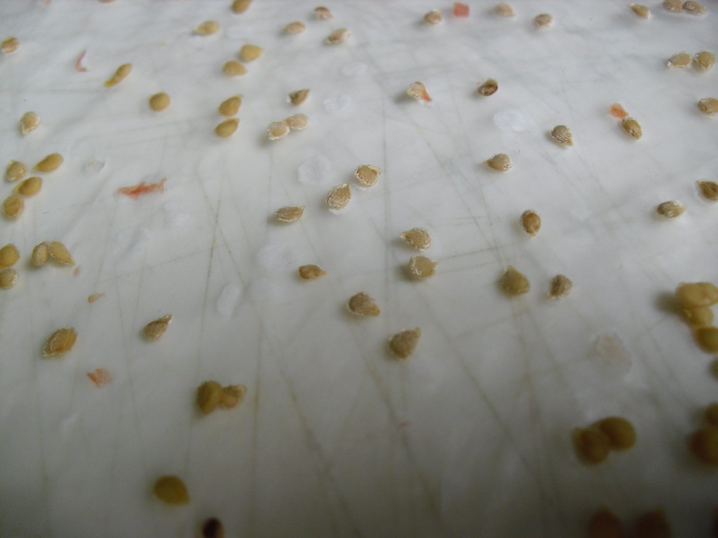 PHOTO: Closeup of tomato seeds.