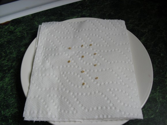 PHOTO: Ten tomato seeds are arranged on a paper towel in three rows; the towel is on a plate.