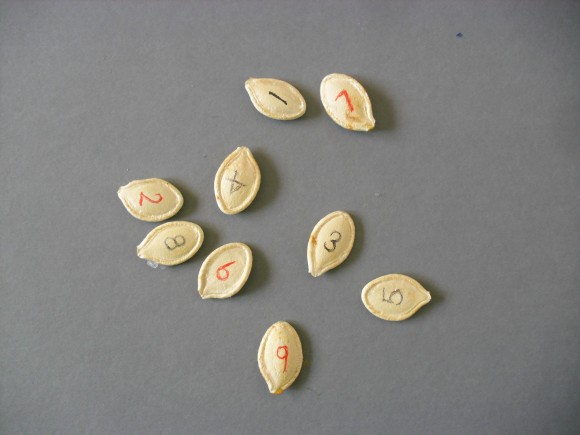 PHOTO: Numbered pumpkin seeds.