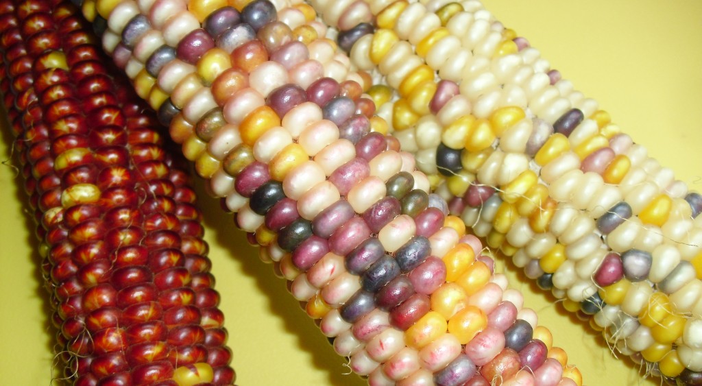 PHOTO: Indian corn.